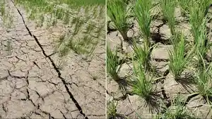 Sawah-Terbesar-di-Bengkulu-Tengah-Terancam-Petani-Sri-Kuncoro-Desak-Irigasi-dari-PLTA-Musi.jpg