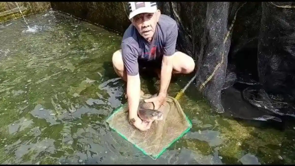 Harga Ikan yang Dikeramatkan Ini Bisa Capai  Rp 1 Juta per Kilogram, Banyak Terdapat di Kuningan