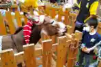 Animal Show di Mal Paris Van Java