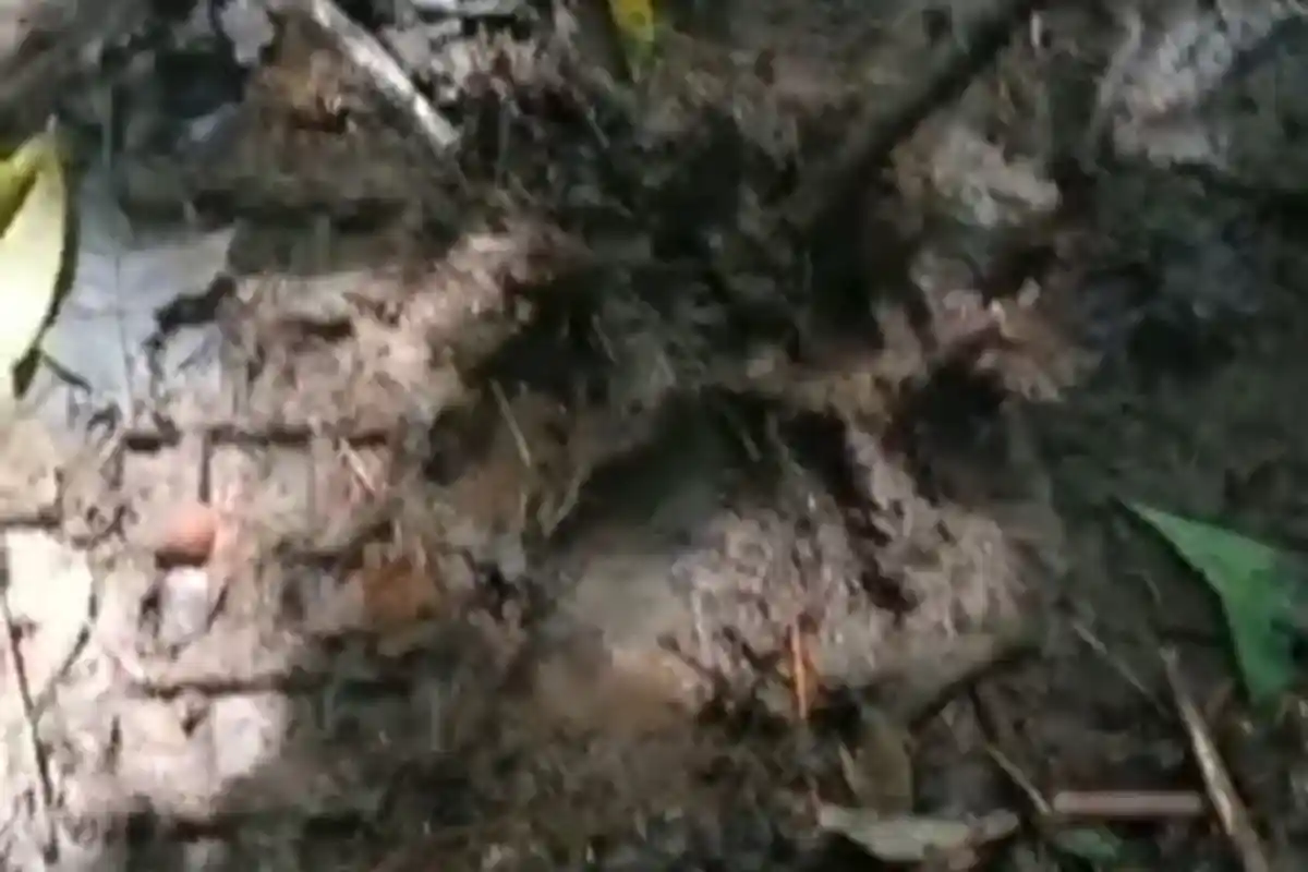 Harimau Mangsa Ternak di Argamakmur Bengkulu Utara BKSDA Imbau Warga Berhati-hati