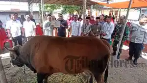 Sapi-Kurban-Prabowo.jpg