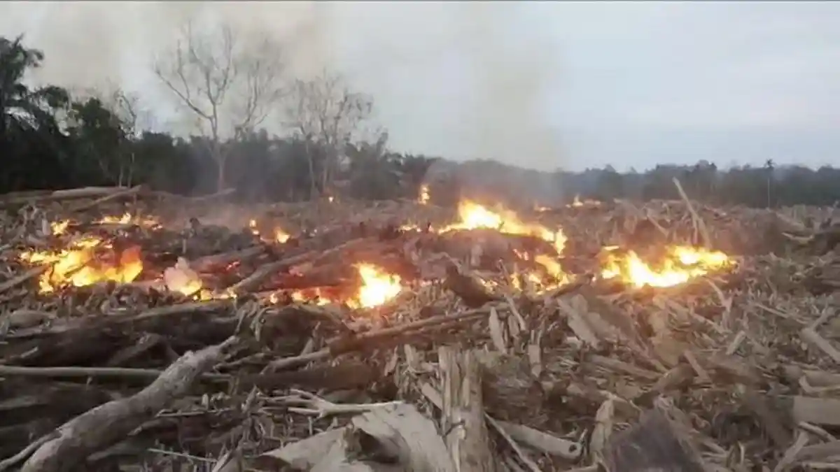 Neraka di Tengah Kebun Sawit: Kisah Kebakaran Tumpukan Kayu di Langkahan