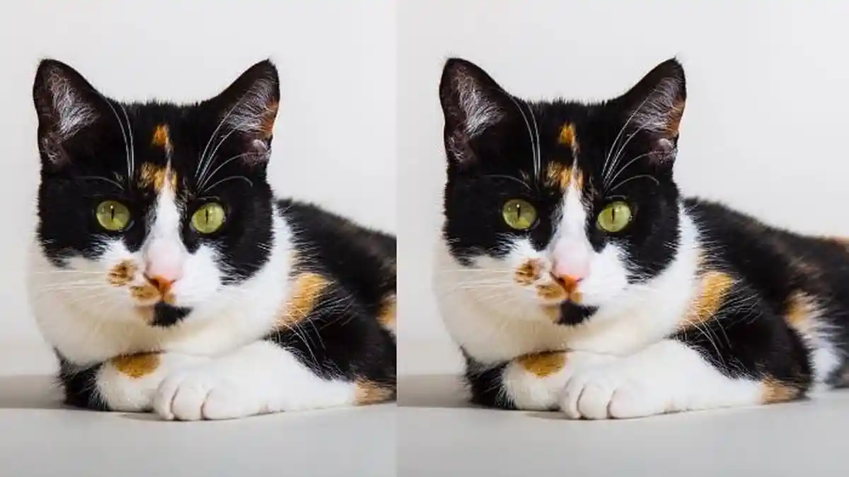 Mitos Kucing Kembang Telon Jawa, Hanya Ada Satu Jantan dari 3000 ...