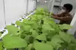 Container Farming Bercocok Tanam Tanpa Tanah
