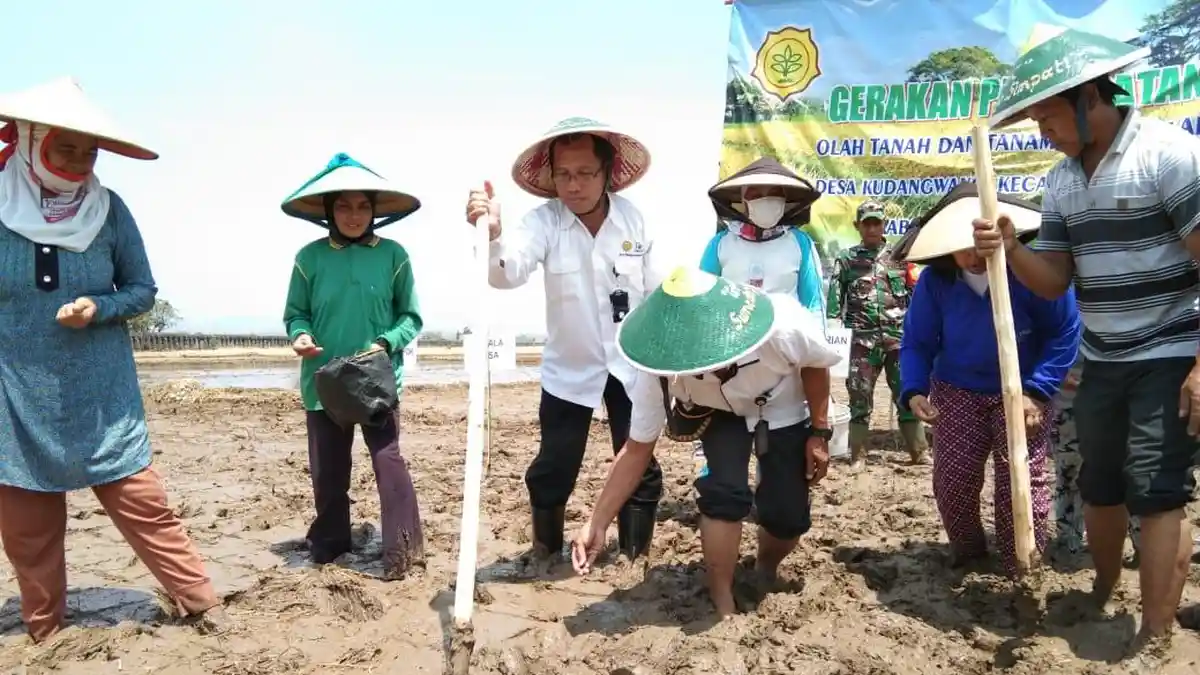 Berkat Program Padi Gogo Kementan, Sumedang Manfaatkan Lahan di Musim Kemarau - berkat-program-padi-gogo-kementan-sumedang-manfaatkan-lahan-di-musim-kemarau.jpg
