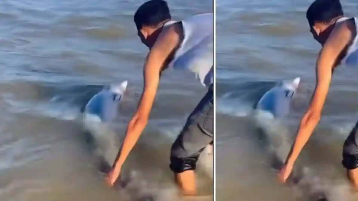 Viral, Aksi Warga Balikpapan Selamatkan Lumba-Lumba yang Terdampar di Pantai Pendopo Teritip - Tribunkaltim.co