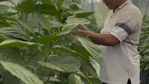 Selama-empat-tahun-terakhir-Sandi-membangun-budidaya-paprika-berbasis-greenhouse.jpg
