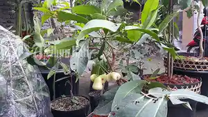 ilustrasi-tanaman-buah-dalam-pot.jpg