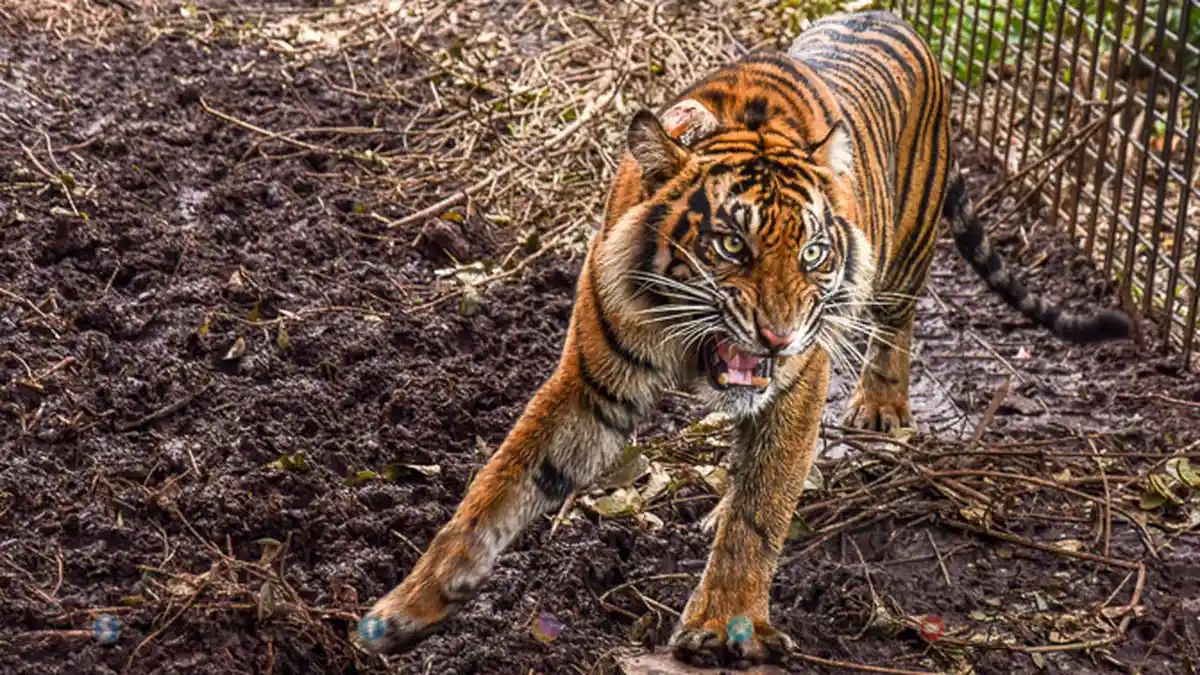 FOTO - Corina, Harimau Sumatera Yang Terjerat Saat Dunia Sedang Dilanda Corona - harimau-sumatera-corina-2.jpg