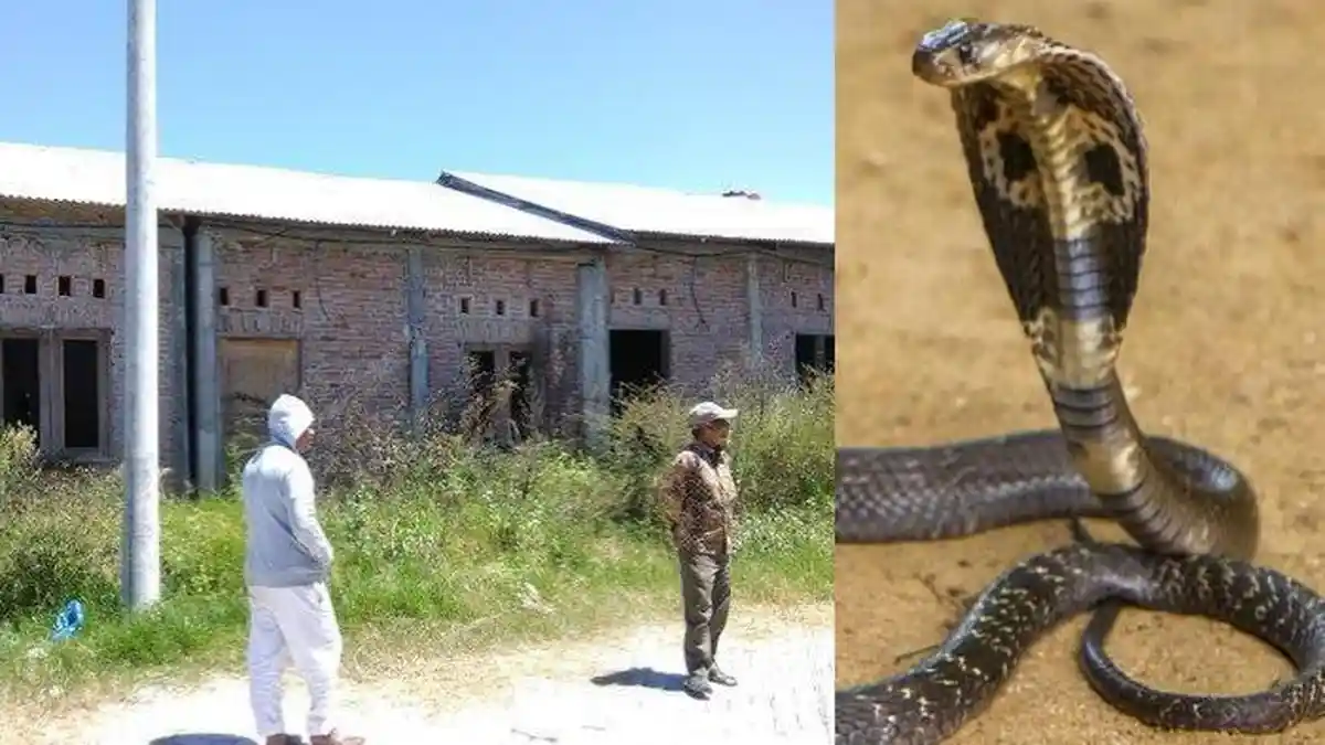 Gemuruh Tepuk Tangan Atraksi Ular Kobra Berubah Tangis, Si Ular Mematok Majikan, Ambruk Lalu Tewas!