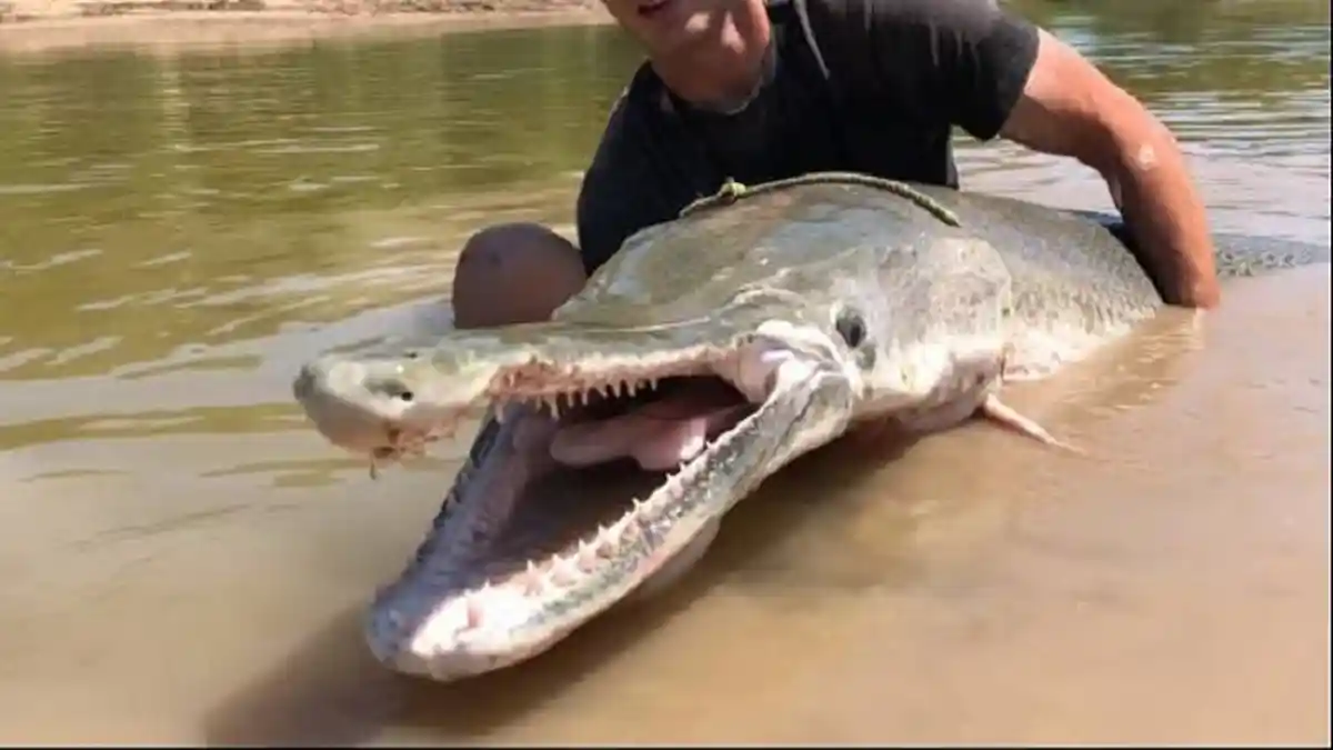 Temuan Ikan Besar Mirip Buaya Gemparkan Warga, Ternyata Ikan Alligator Gar