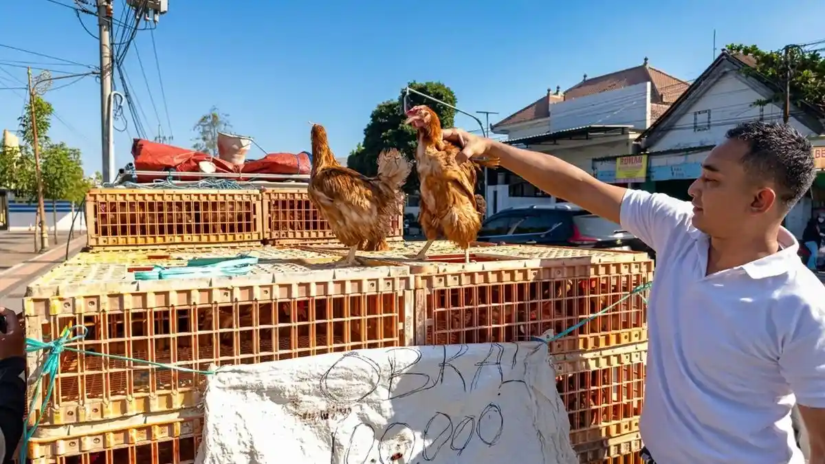 Dampak Harga Telur Anjlok, Peternak di Blitar Jual Ayam Afkir demi Bertahan - Surya.co.id