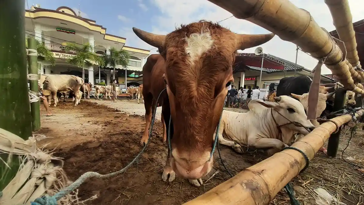 Jelang Idul Adha, CEK Daftar Harga Hewan Kurban 2022 Mulai Sapi hingga Domba, Berikut Kriterianya