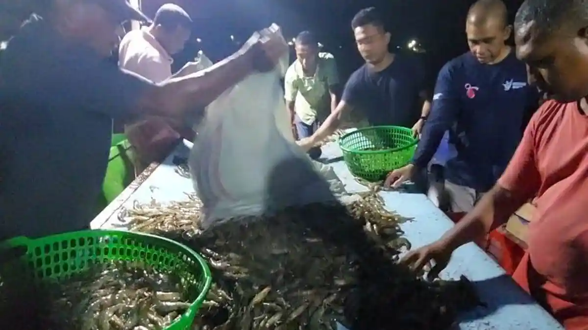 Budidaya Udang Vaname, Miswardi Raih Keuntungan Ratusan Juta Sekali Panen