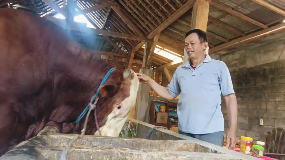 Sapi Lokal hingga Bebas PMK Jadi Kriteria Sapi Kurban Presiden Prabowo
