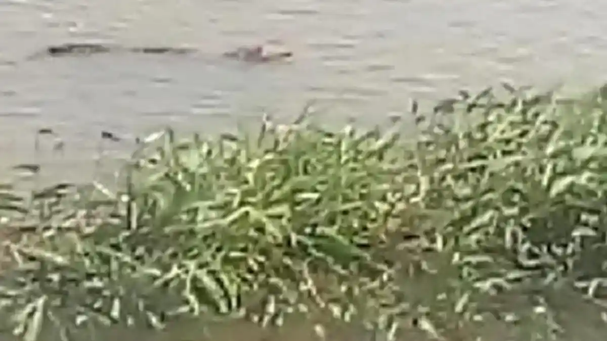 Sosok Buaya di Persawahan Desa Pidodo Kabupaten Demak, Bukan Pertama Kali