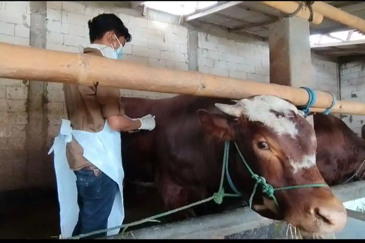 791 Sapi Terjangkit Penyakit Mulut dan Kuku, Pacitan Kehabisan Vaksin