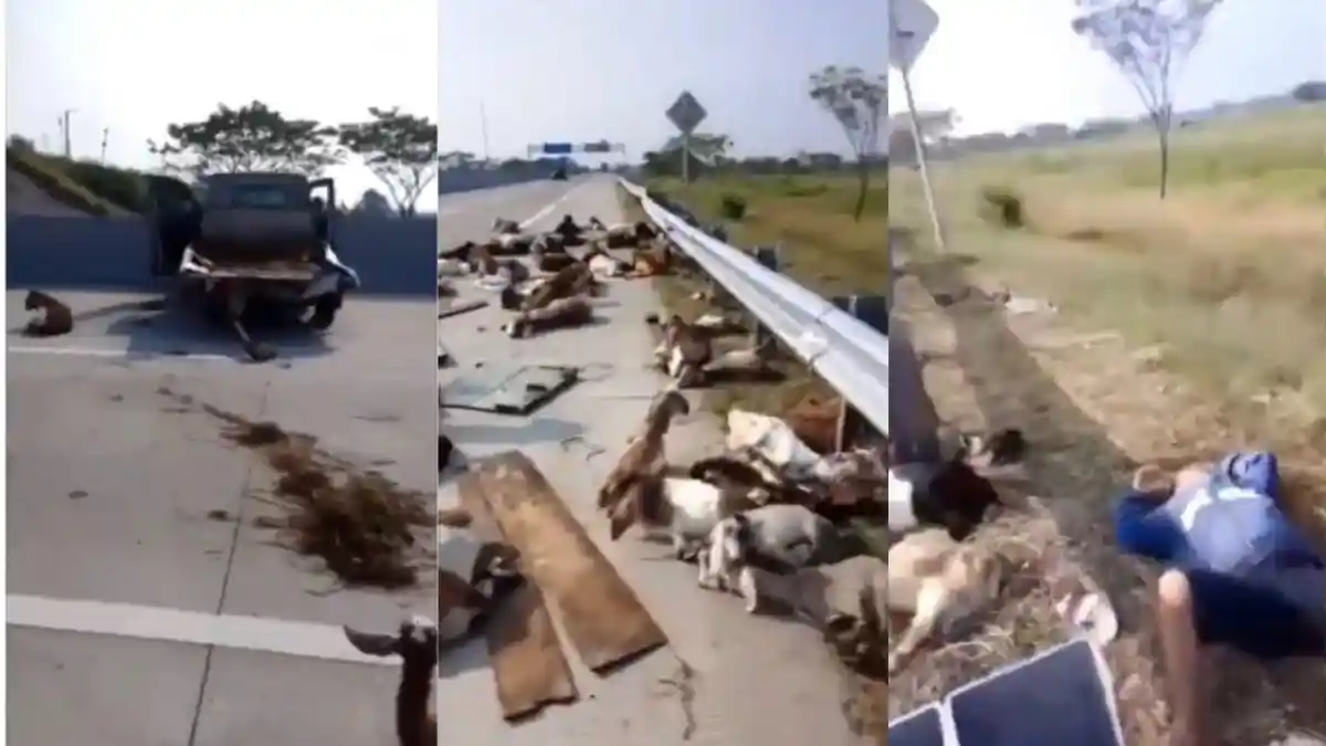 Viral, 50 Ekor Kambing Kurban Terguling Akibat Mobil Pikap Pecah Ban dan Terguling di Tol Ngawi