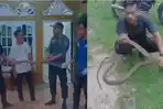 Warga Batanghari Jambi Sempat Tidur Bareng hingga Saling Tatap Dengan King Kobra 