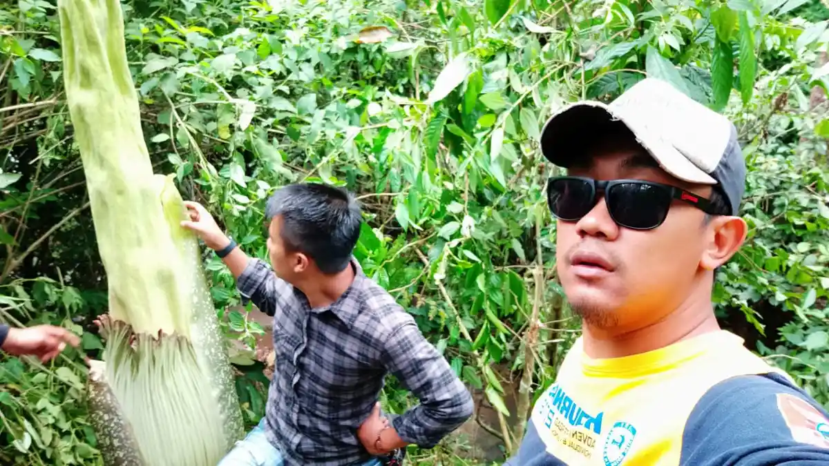 Heboh Warga Temukan Bunga Bangkai Raksasa di Areal Camping, Tingginya Hampir 2 Meter