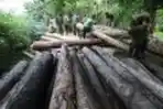 Operasi Illegal Logging