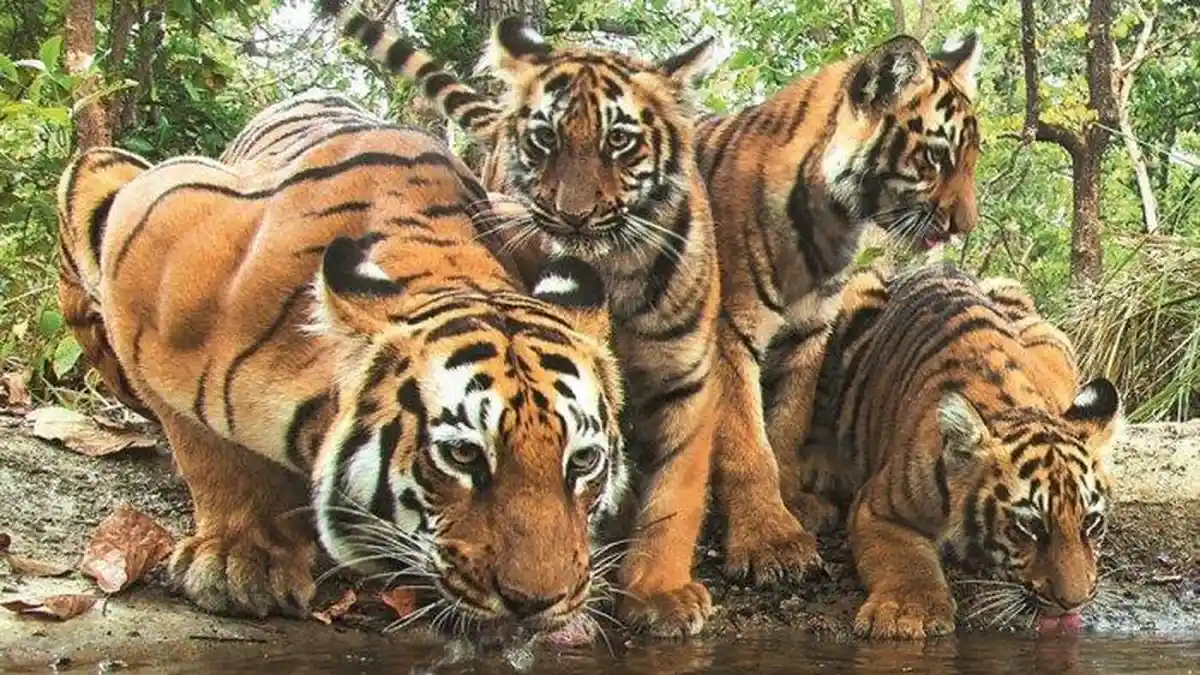 HARIMAU Sumatera Teror Petani di Sumbar, Warga Kerap Melihat Berkeliaran di Kebun Sawit