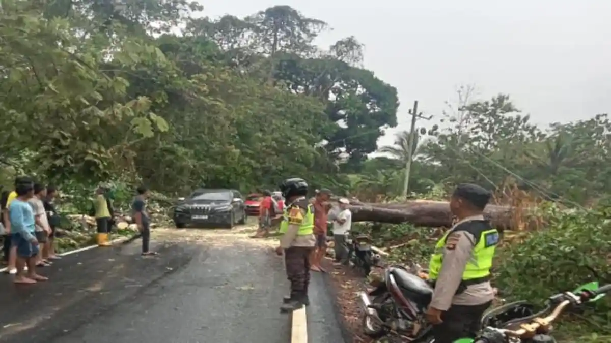 Pohon Tumbang di Desa Bungin Campang Sempat Macetkan Jalan Lintas OKU Selatan-OKU