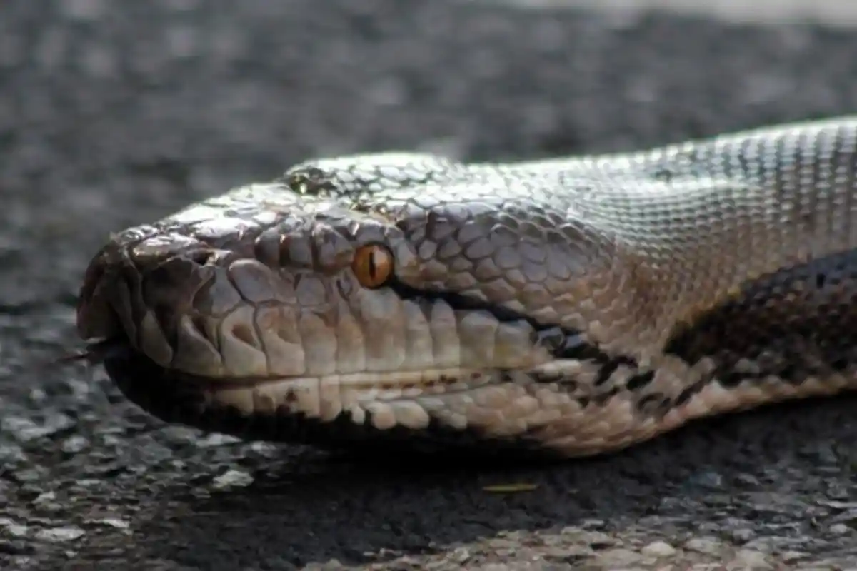 Arti Mimpi Melihat Ular, Pertanda Buruk Jika Lihat Ular Besar, Ini Tafsirnya