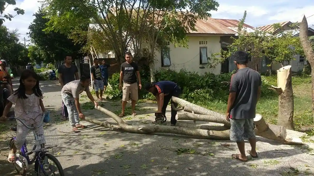 Pohon Tumbang di Payatieng Peukan Bada, Aceh Besar, Timpa Kabel Listrik