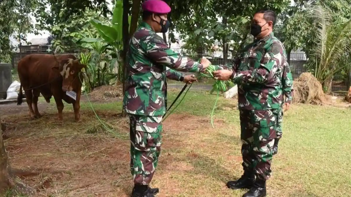 KSAL Serahkan 38 Sapi Kurban ke Dandenma Markas Besar Angkatan Laut
