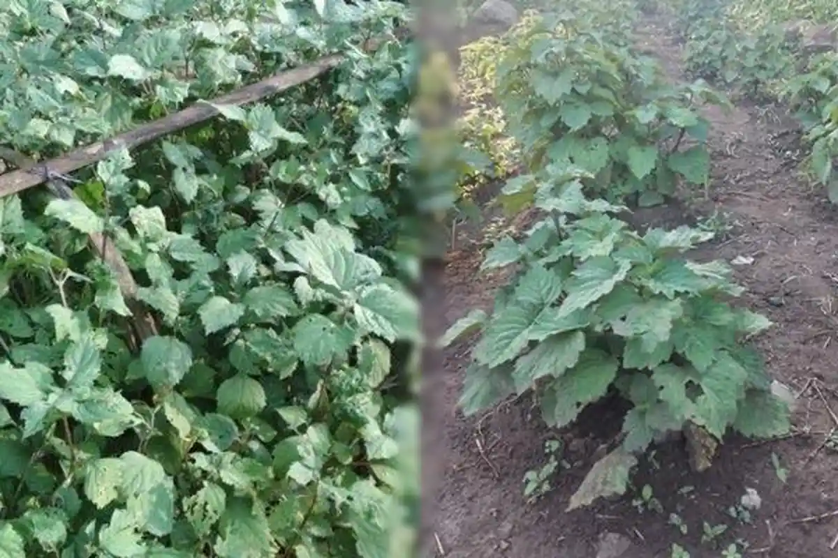 Tips Sukses Budidaya Nilam, Berikut Cara Menanam dan Membudidayakan untuk dapat Hasil Maksimal