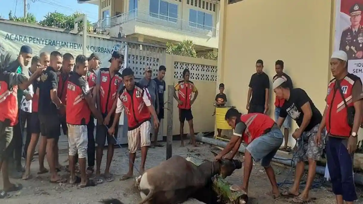 Rayakan Idul Adha, Polda NTT Potong 98 Hewan Kurban
