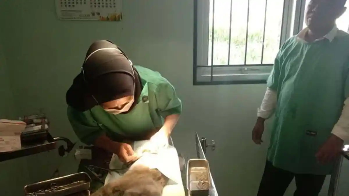 Belitung Akan Tarik Retribusi Puskeswan Mulai 1 Oktober 2024