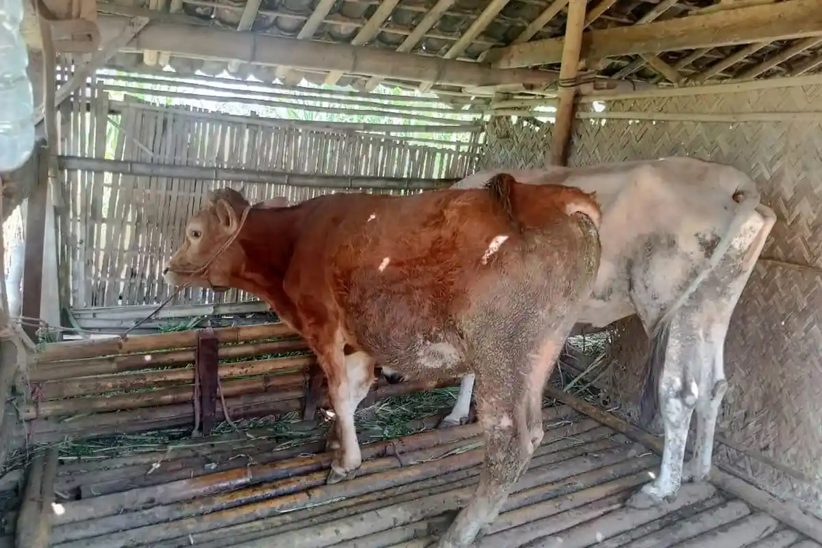 Anggaran Tak Cukup, Pemkab Bondowoso Ajukan Bantuan Vaksinasi PMK ke Pemprov Jatim