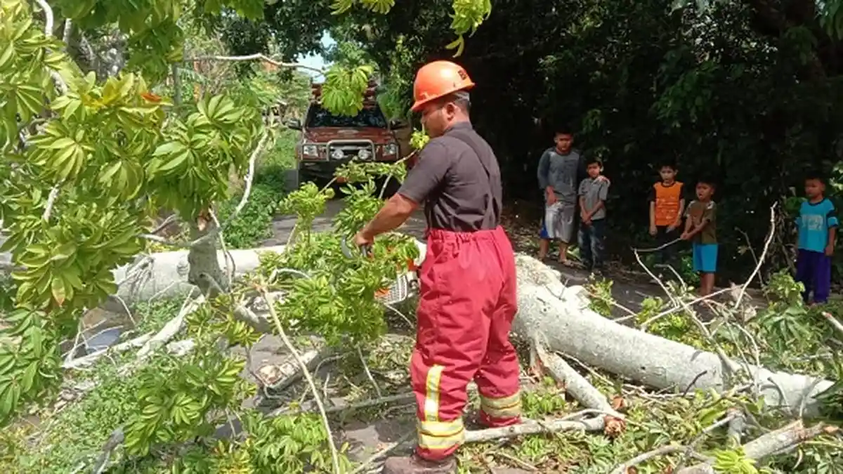 Pohon Tumbang Timpa Kabel Listrik dan Pagar Rumah di Darussalam, Aceh Besar, BPBD Turunkan Tim