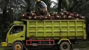 Tandan-buah-segar-kelapa-sawit-CPO.jpg