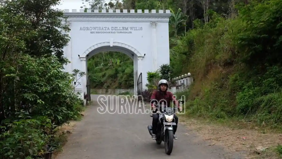 Agrowisata Dilem Wilis Trenggalek, Perkebunan dan Pabrik Kopi Era Belanda yang Instagramable