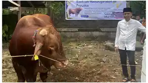 2026-05-27-Penampakan-sapi-limosin-yang-disumbangkan-Presiden-Prabowo.jpg