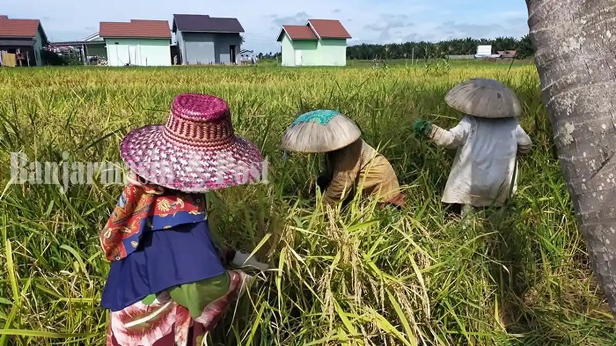Dinas Pertanian Kabupaten HSU Capai Target Tanam Lebih dari 18 Ribu Hektare