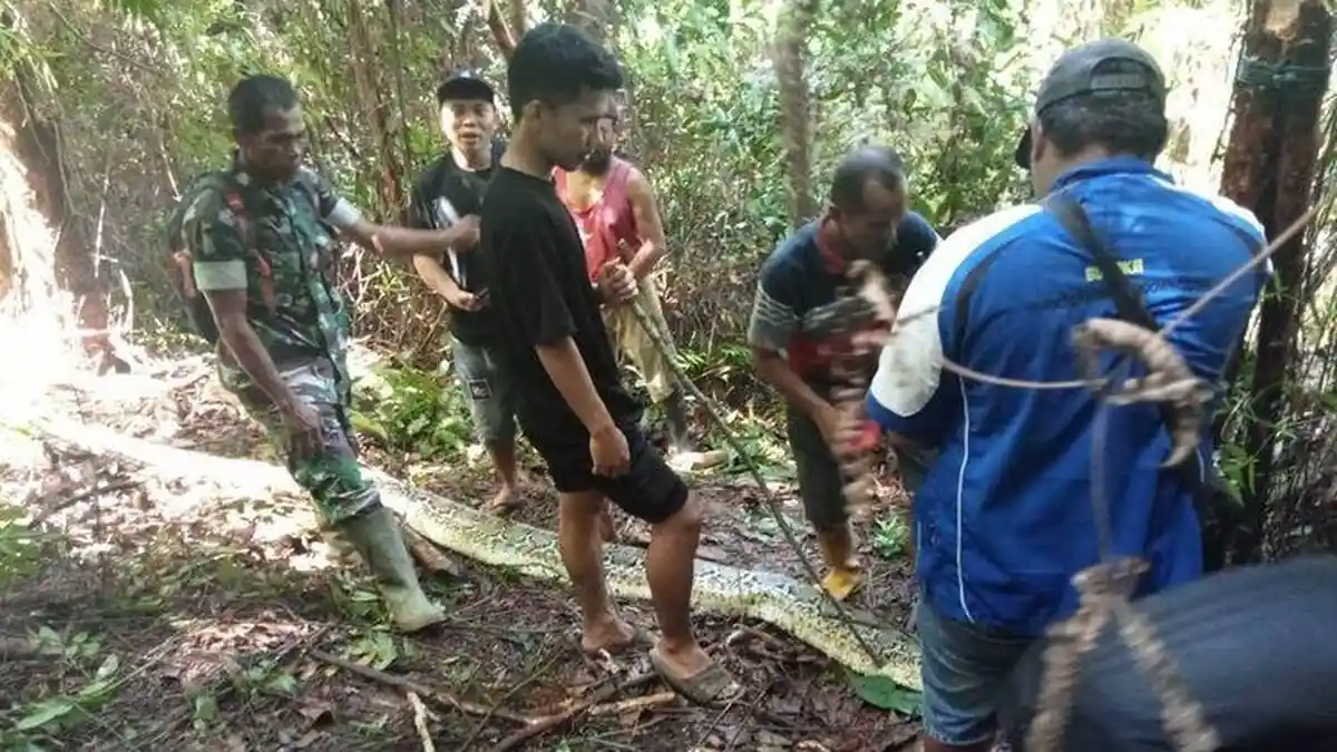 Niat Beli Obat untuk Anak, Ibu Rumah Tangga di Sulawesi Selatan Ini Tewas Ditelan Ular Piton