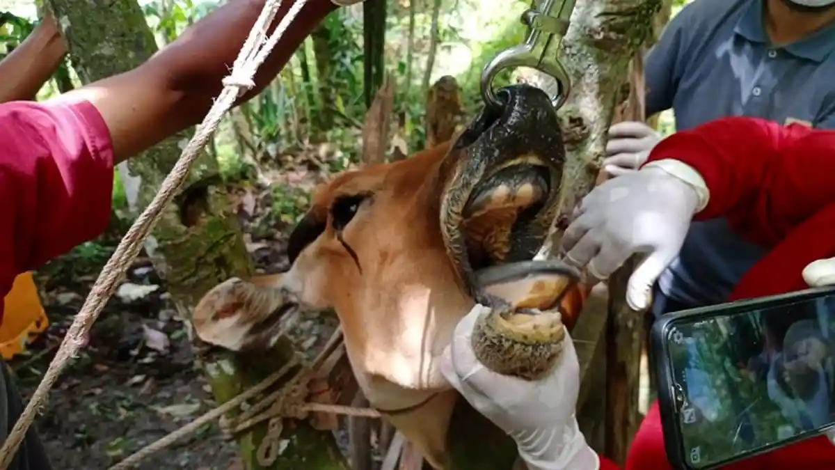 MPU Aceh: Ternak yang Terjangkit PMK tak Bisa untuk Kurban