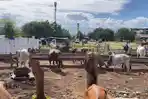 Pedagang-Pasar-Hewan-Palu-Siapkan-150-Ekor-Sapi-untuk-Kurban-Idul-Adha-1447-H.jpg