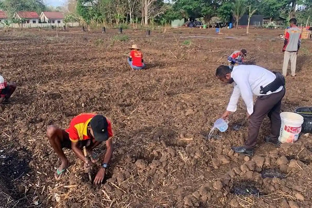 WBP Lapas Atambua Tanam Semangka untuk Bekal Hidup Baru
