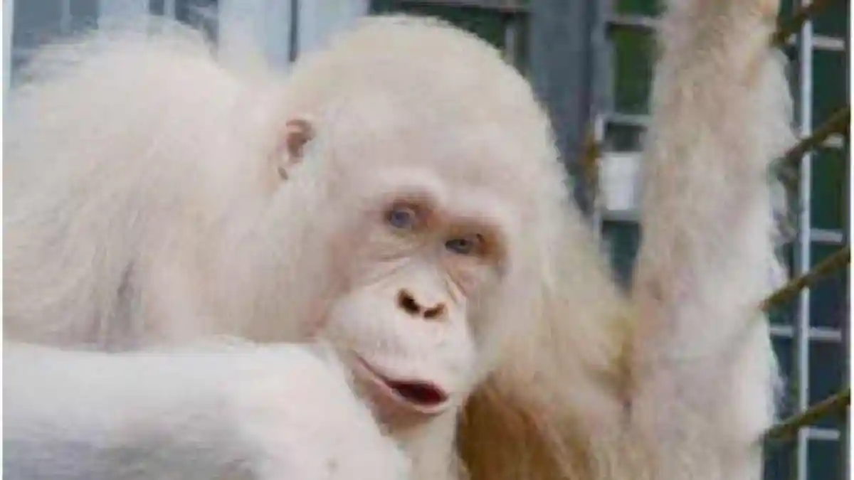 Alba, Si Orangutan Albino Kalteng Akhirnya Dilepas di Hutan Katingan