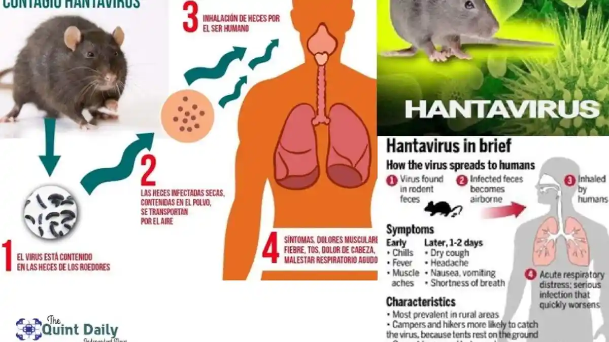 Penjelasan Hantavirus, Gejala dan Perbedaannya dengan Virus Corona