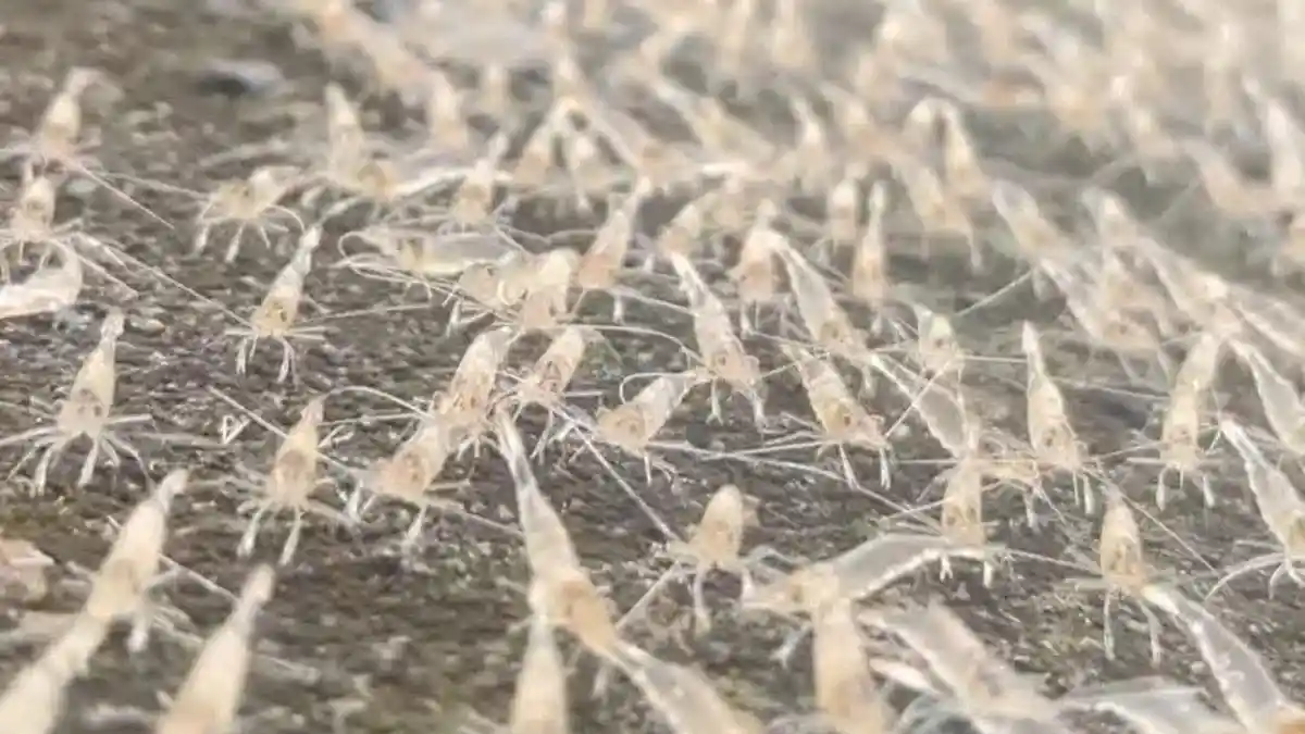 HEBOH Ribuan Udang Naik ke Darat di Randangan Gorontalo, Camat Saharuddin Ungkap Penyebabnya