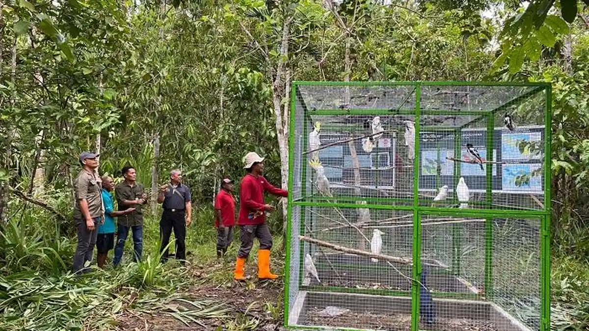 38 Satwa Endemik Papua Dilepas Liar di Hutan Adat Isyo Jayapura