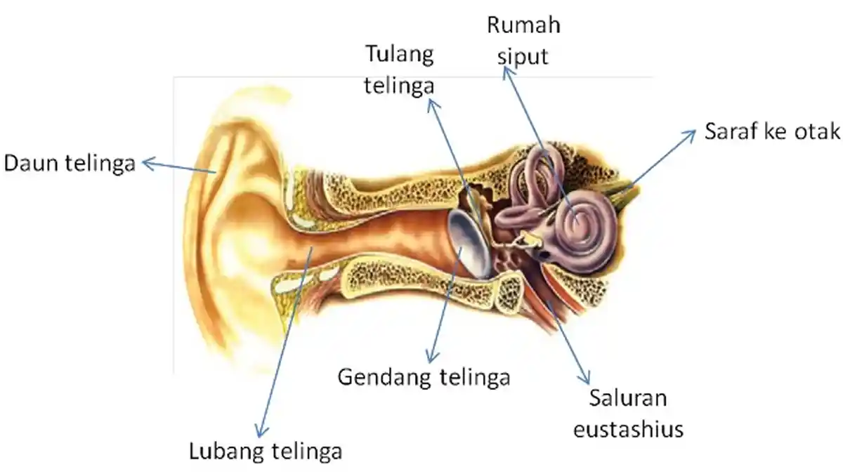 Binatang Kecil Masuk Telinga? Jangan Panik, Ini Cara Mengeluarkannya