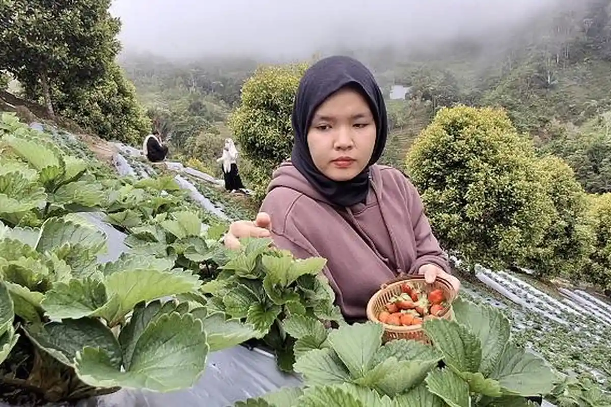 Agrowisata di Desa Salubay Donggala, Ajak Pengunjung Cicip Stoberi Langsung dari Pohon - Agrowisata-Salubay-Donggala-2025.jpg