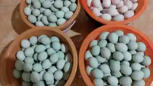 Sejumlah-telur-bebek-produksi-Abdul-Azis-peternak-asal-Desa-Pengarang-Bondowoso.jpg